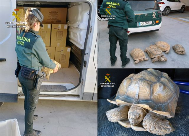 La Guardia Civil recupera 9 tortugas de gran tamaño robadas de un criadero en Beniel - 1, Foto 1