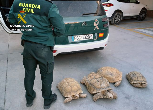 La Guardia Civil recupera 9 tortugas de gran tamaño robadas de un criadero en Beniel - 2, Foto 2