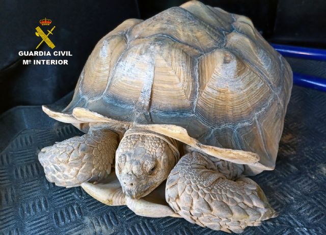 La Guardia Civil recupera 9 tortugas de gran tamaño robadas de un criadero en Beniel - 3, Foto 3