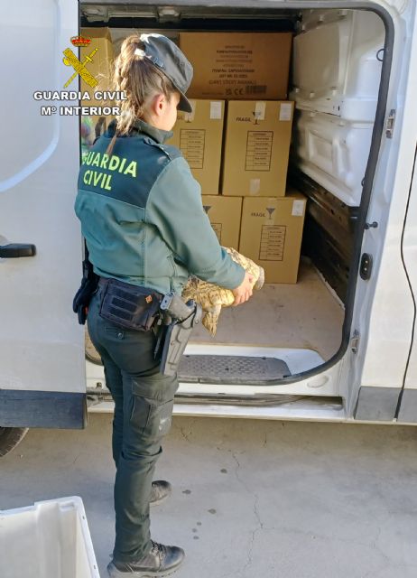 La Guardia Civil recupera 9 tortugas de gran tamaño robadas de un criadero en Beniel - 4, Foto 4