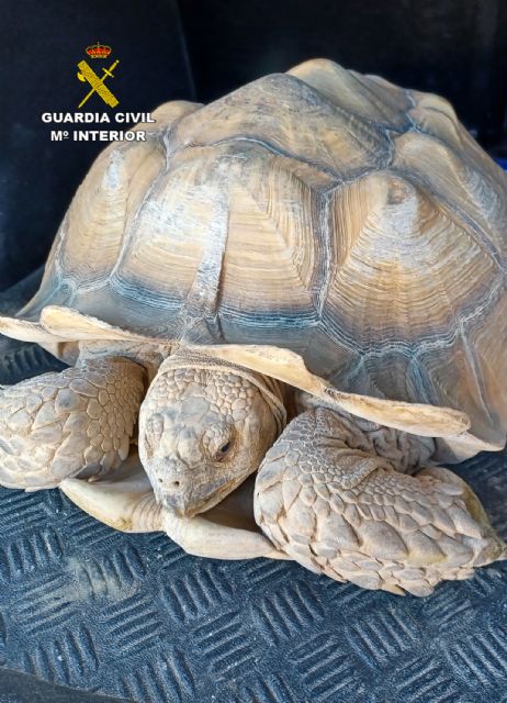 La Guardia Civil recupera 9 tortugas de gran tamaño robadas de un criadero en Beniel - 5, Foto 5
