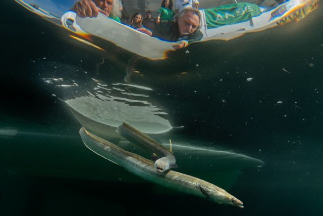 ANSE y WWF liberan 70 anguilas en el Mar Menor - 2, Foto 2
