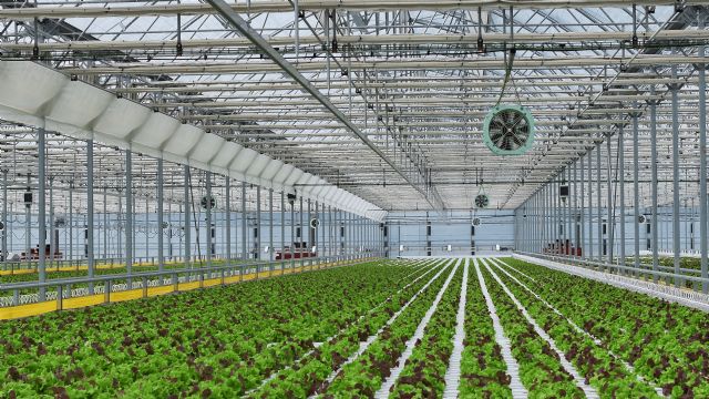 Invernaderos murcianos para cultivar lechuga hidropónica en Japón - 2, Foto 2