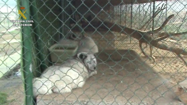 Desarticulada una red que exportaba cebras enfermas a Dubai mediante documentación falsificada - 2, Foto 2