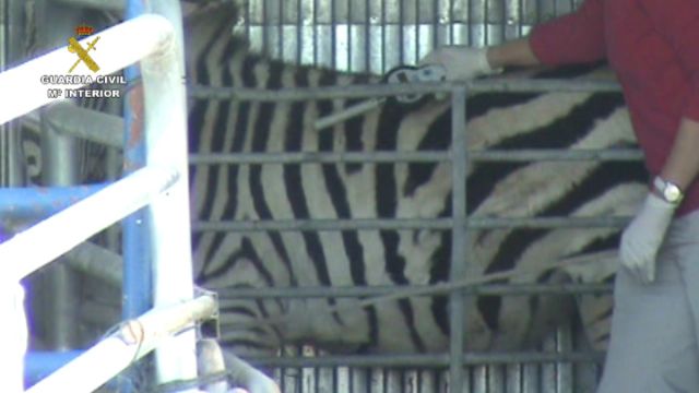Desarticulada una red que exportaba cebras enfermas a Dubai mediante documentación falsificada - 3, Foto 3