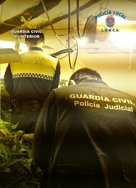 La Guardia Civil y la Policía Local desmantelan un nuevo punto de cultivo de marihuana en Lorca - 2, Foto 2