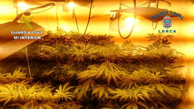 La Guardia Civil y la Policía Local desmantelan un nuevo punto de cultivo de marihuana en Lorca - 3, Foto 3