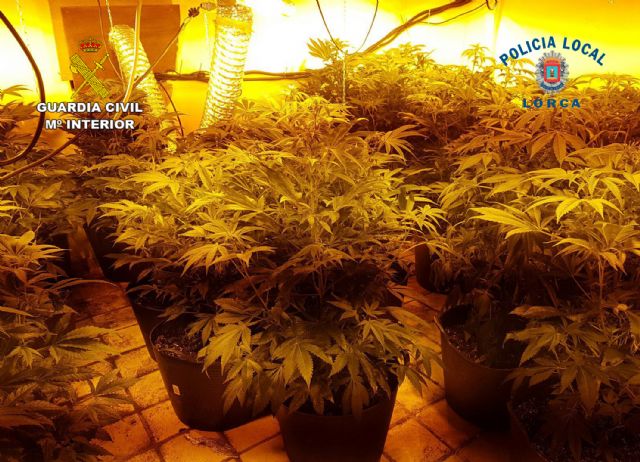 La Guardia Civil y la Policía Local desmantelan un nuevo punto de cultivo de marihuana en Lorca - 4, Foto 4