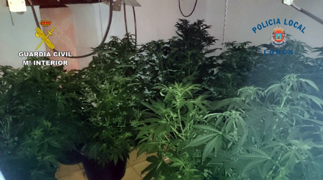 La Guardia Civil y la Policía Local desmantelan un nuevo punto de cultivo de marihuana en Lorca - 5, Foto 5