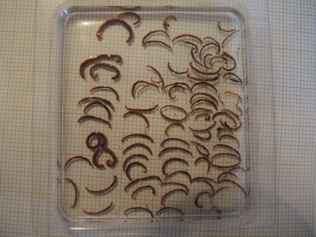 Muestreos en las aguas de las lagunas de las salinas, Foto 2