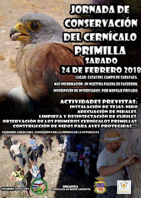 La Concejalía de Medio Ambiente y Caralluma realizan este sábado una Jornada de Conservación del Cernícalo Primilla - 1, Foto 1