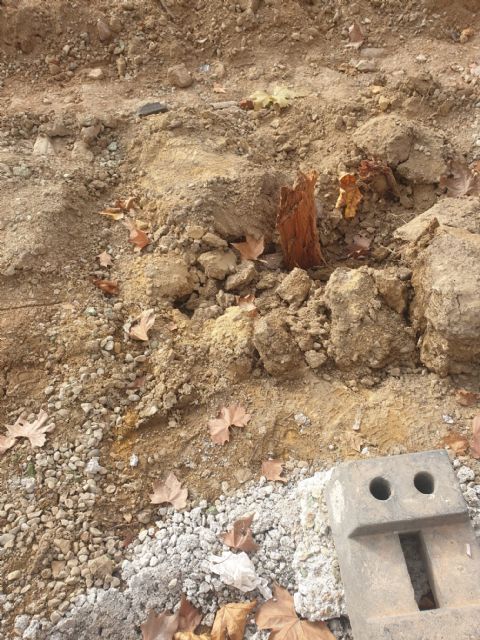 Las obras del Plan de Movilidad dejan sin árboles la Avenida de la Fama - 3, Foto 3