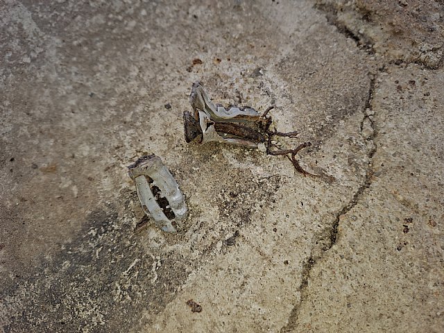 Las púas que nos dejan los del Equipo de Desgobierno PSOE-Ciudadanos - 1, Foto 1
