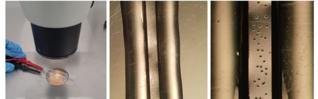 El grupo de investigación Fisiología de la Reproducción de  la UMU confirma  la  viabilidad  de  un nuevo  método de  edición genética de embriones porcinos - 1, Foto 1