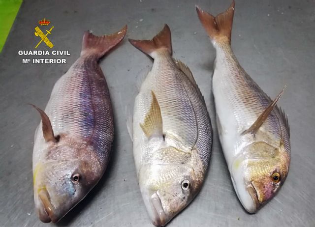 La Guardia Civil sorprende a un pescador furtivo en la reserva marina de Islas Hormigas - 2, Foto 2