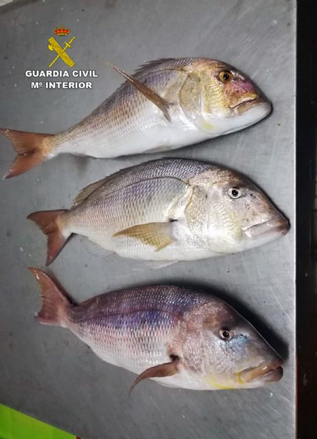 La Guardia Civil sorprende a un pescador furtivo en la reserva marina de Islas Hormigas - 4, Foto 4