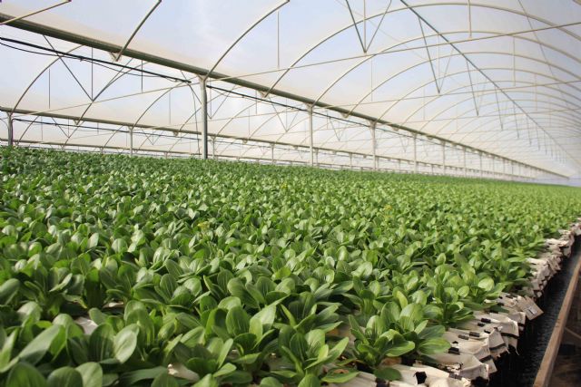 Cultivos hidropónicos, la apuesta de Primaflor por una agricultura más sostenible - 1, Foto 1