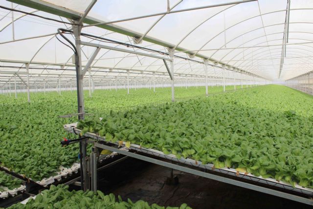 Cultivos hidropónicos, la apuesta de Primaflor por una agricultura más sostenible - 2, Foto 2