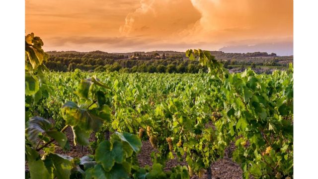 Juvé & Camps presenta su oferta enoturística más innovadora - 3, Foto 3