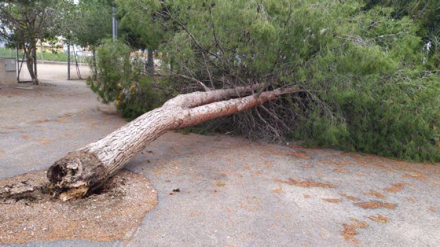 El PSOE solicita la revisión del arbolado en los espacios públicos de Lorca tras el reciente temporal de lluvias y viento - 1, Foto 1