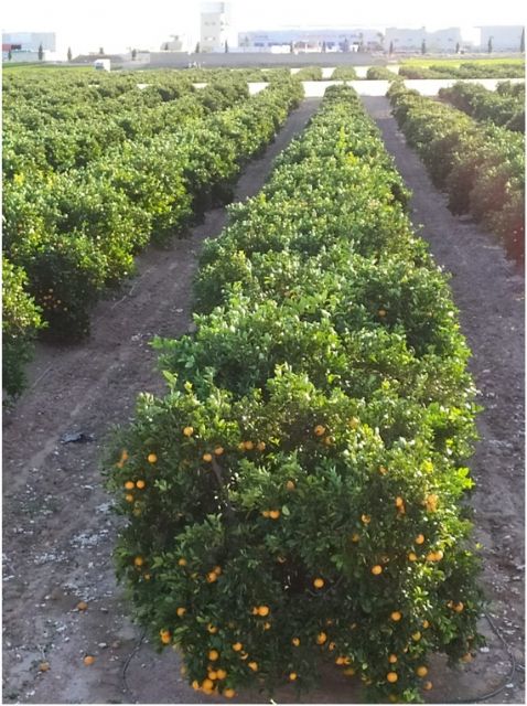 Situación del sector agrícola en Torre Pacheco - 1, Foto 1