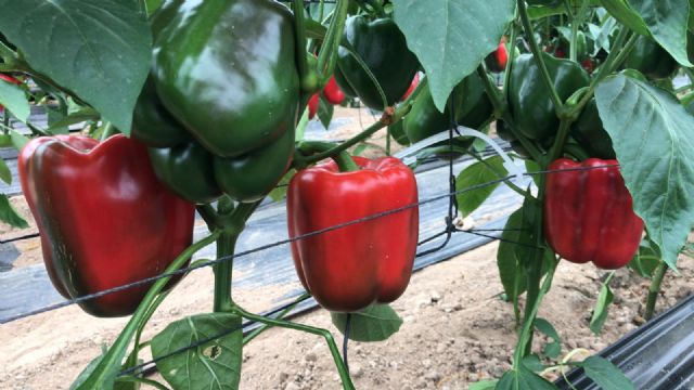 Situación del sector agrícola en Torre Pacheco - 2, Foto 2