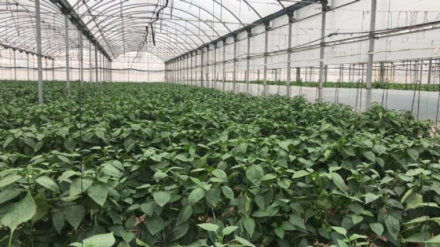 Situación del sector agrícola en Torre Pacheco - 4, Foto 4