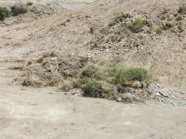 Graves daños al medio natural por una roturación con fines urbanísticos en Águilas - 1, Foto 1