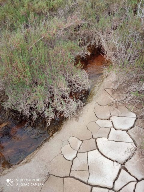IU exige intervenciones urgentes ante la contaminación del Guadalentín a su paso por el centro de Lorca - 1, Foto 1
