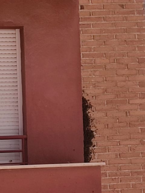 Recomendaciones básicas en caso de detectar la aparición de enjambres de abejas - 1, Foto 1