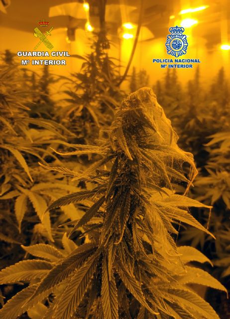 Desmantelada una organización criminal dedicada al tráfico de estupefacientes - 2, Foto 2