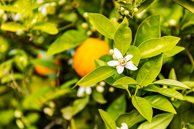 Día de la madre: Ruta de las flores por 5 de los parajes más espectaculares del mes de mayo - 2, Foto 2
