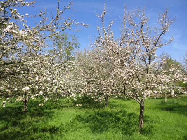 Día de la madre: Ruta de las flores por 5 de los parajes más espectaculares del mes de mayo - 3, Foto 3