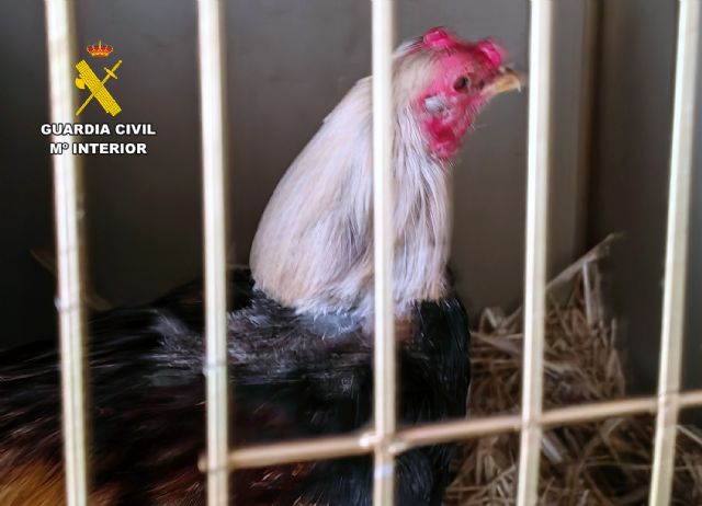 La Guardia Civil investiga a dos vecinos de Cieza por mutilar gallos de pelea - 2, Foto 2