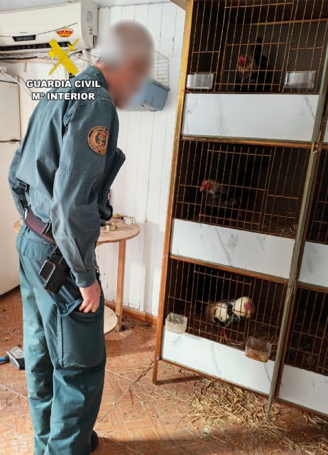 La Guardia Civil investiga a dos vecinos de Cieza por mutilar gallos de pelea - 3, Foto 3