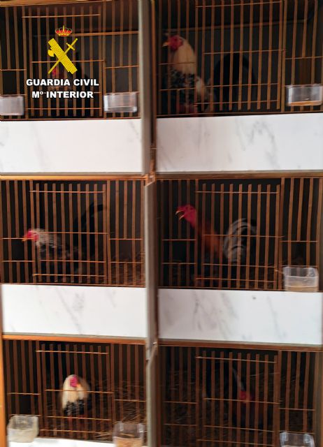 La Guardia Civil investiga a dos vecinos de Cieza por mutilar gallos de pelea - 4, Foto 4