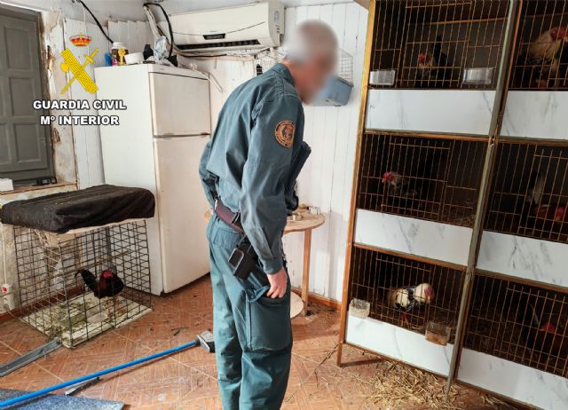 La Guardia Civil investiga a dos vecinos de Cieza por mutilar gallos de pelea - 5, Foto 5
