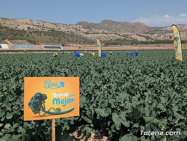 Totana y la comarca producen el 80% del Bimi que se consume en Europa - 2, Foto 2