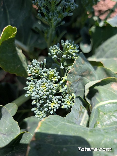 Totana y la comarca producen el 80% del Bimi que se consume en Europa - 3, Foto 3