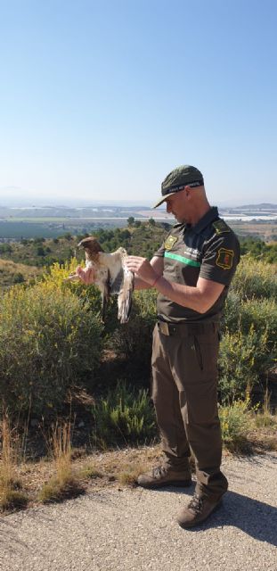 El Centro de Recuperación de Fauna Silvestre logra rescatar y liberar a 41 ejemplares de águila calzada desde 2010 - 1, Foto 1