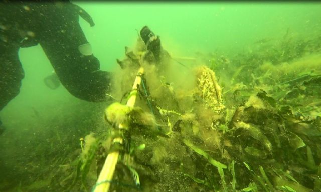 Encuentran redes caladas sobre nacras en el Mar Menor - 1, Foto 1