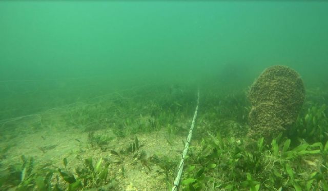 Encuentran redes caladas sobre nacras en el Mar Menor - 2, Foto 2