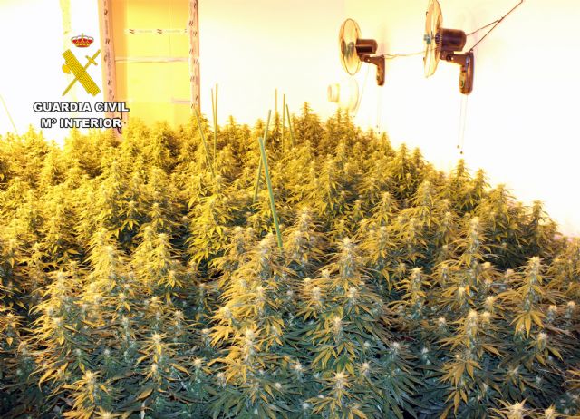 La Guardia Civil desmantela una macro plantación de marihuana instalada en un edificio ocupado en Fuente Álamo - 2, Foto 2