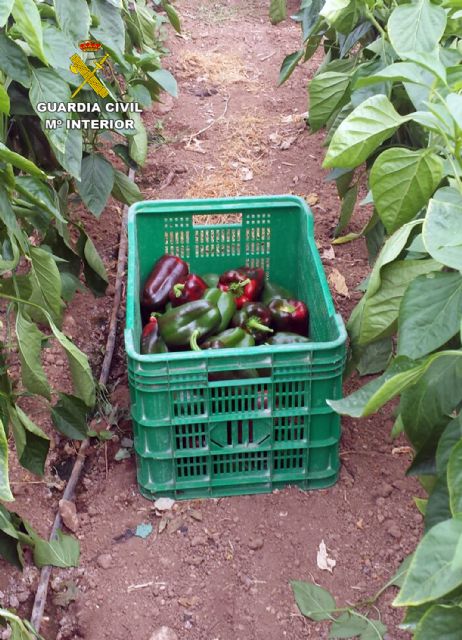 La Guardia Civil detiene a tres miembros de un clan familiar por intimidar a un agricultor para sustraer productos del campo - 1, Foto 1
