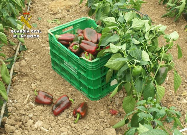 La Guardia Civil detiene a tres miembros de un clan familiar por intimidar a un agricultor para sustraer productos del campo - 2, Foto 2