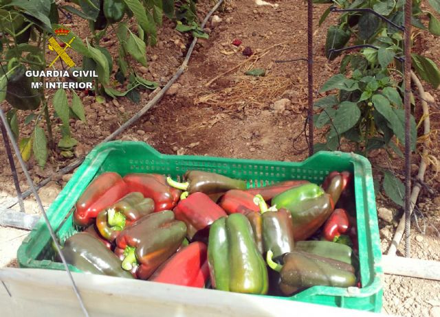 La Guardia Civil detiene a tres miembros de un clan familiar por intimidar a un agricultor para sustraer productos del campo - 3, Foto 3
