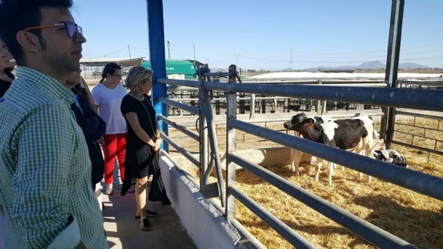 La Región cuenta con 25 explotaciones de ganado vacuno con 7.000 cabezas productoras de leche - 1, Foto 1