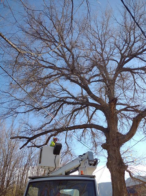 El Ayuntamiento revisa sus 700 ejemplares singulares ante la llegada de las altas temperaturas - 1, Foto 1