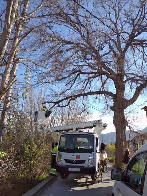 El Ayuntamiento revisa sus 700 ejemplares singulares ante la llegada de las altas temperaturas - 2, Foto 2