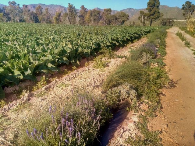 El Grupo Operativo Setos de la Región de Murcia finalista europeo de los “Premios de Inspiración Rural 2020” - 1, Foto 1